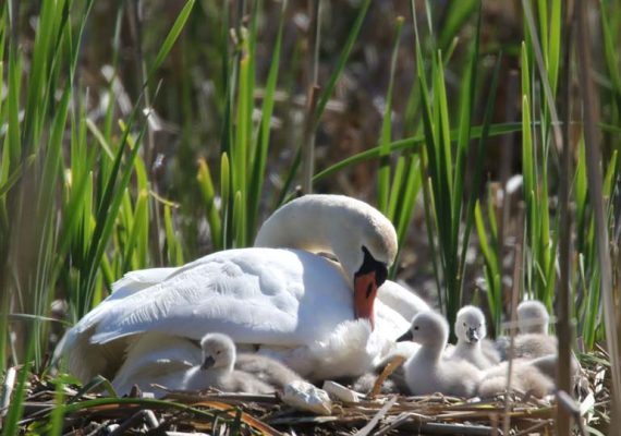 May 19, 2025 Swan Cygnets Nawautin Sanctuary2645