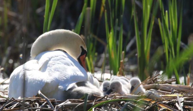 May 19, 2025 Swan Cygnets Nawautin Sanctuary2646