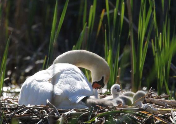 May 19, 2025 Swan Cygnets Nawautin Sanctuary2647