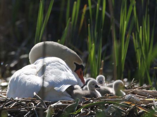 May 19, 2025 Swan Cygnets Nawautin Sanctuary2648
