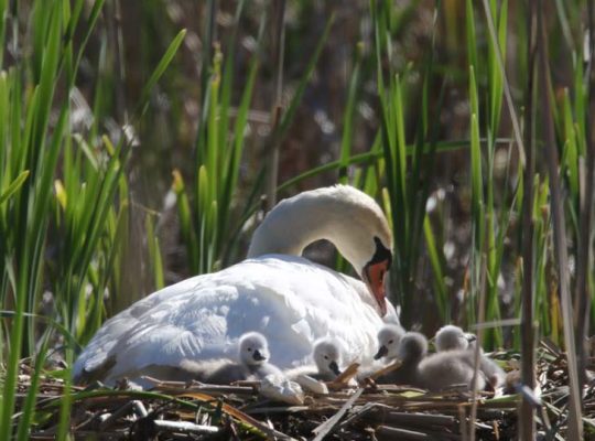 May 19, 2025 Swan Cygnets Nawautin Sanctuary2649