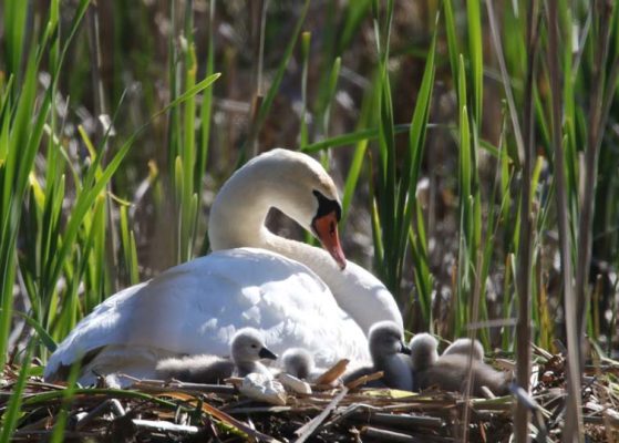 May 19, 2025 Swan Cygnets Nawautin Sanctuary2650