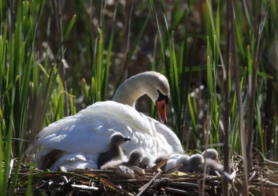 May 19, 2025 Swan Cygnets Nawautin Sanctuary2651