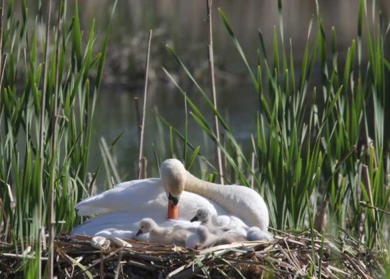 May 19, 2025 Swan Cygnets Nawautin Sanctuary2652