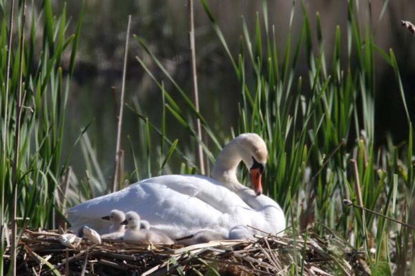 May 19, 2025 Swan Cygnets Nawautin Sanctuary2653