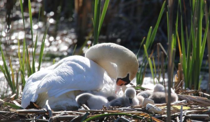 May 19, 2025 Swan Cygnets Nawautin Sanctuary2654