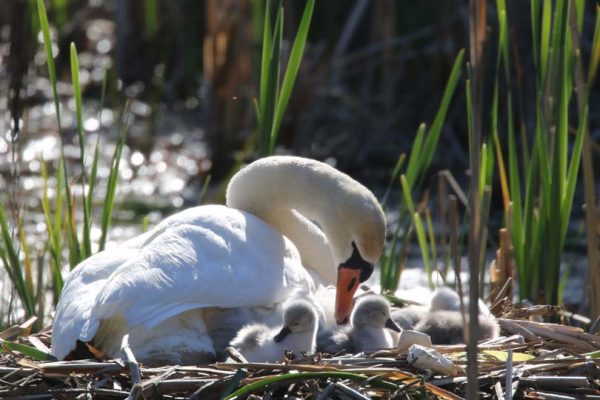 May 19, 2025 Swan Cygnets Nawautin Sanctuary2655