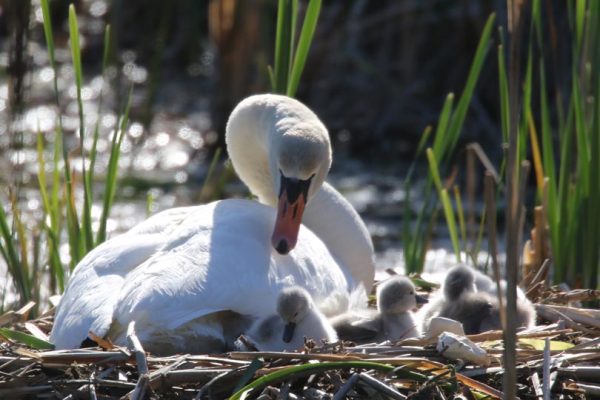 May 19, 2025 Swan Cygnets Nawautin Sanctuary2656