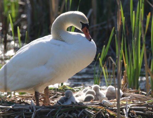 May 19, 2025 Swan Cygnets Nawautin Sanctuary2657