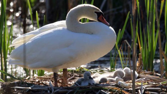 May 19, 2025 Swan Cygnets Nawautin Sanctuary2658