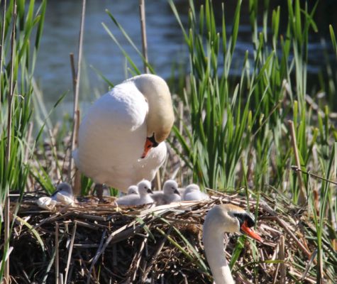 May 19, 2025 Swan Cygnets Nawautin Sanctuary2659