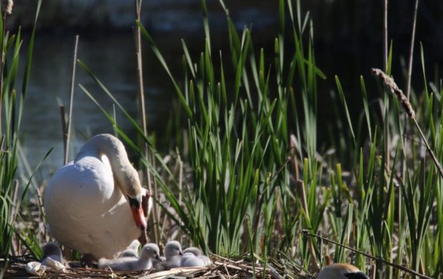 May 19, 2025 Swan Cygnets Nawautin Sanctuary2660