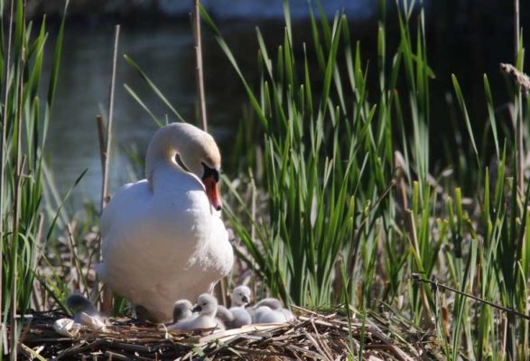 May 19, 2025 Swan Cygnets Nawautin Sanctuary2661