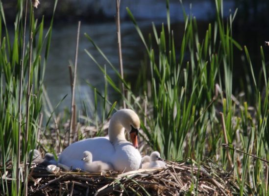 May 19, 2025 Swan Cygnets Nawautin Sanctuary2662