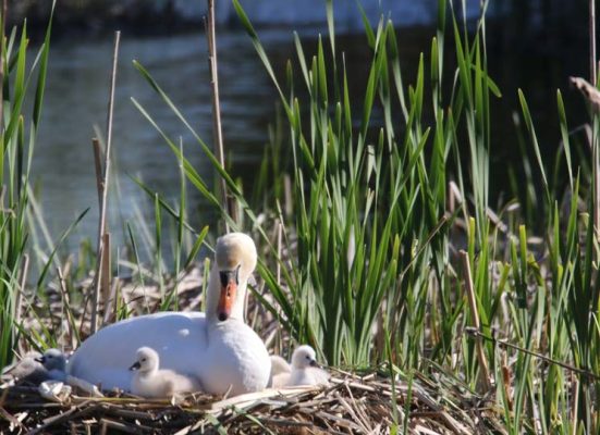 May 19, 2025 Swan Cygnets Nawautin Sanctuary2663