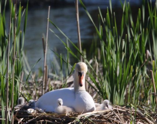 May 19, 2025 Swan Cygnets Nawautin Sanctuary2664