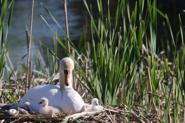 May 19, 2025 Swan Cygnets Nawautin Sanctuary2665