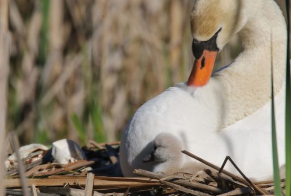 May 19, 2025 Swan Cygnets Nawautin Sanctuary2666