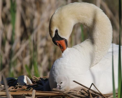 May 19, 2025 Swan Cygnets Nawautin Sanctuary2667