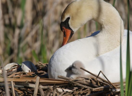 May 19, 2025 Swan Cygnets Nawautin Sanctuary2668