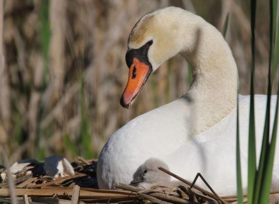 May 19, 2025 Swan Cygnets Nawautin Sanctuary2669