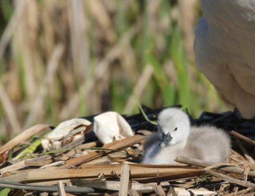 May 19, 2025 Swan Cygnets Nawautin Sanctuary2670