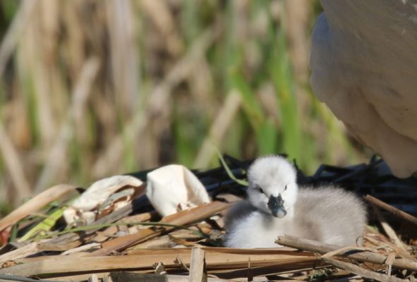 May 19, 2025 Swan Cygnets Nawautin Sanctuary2671