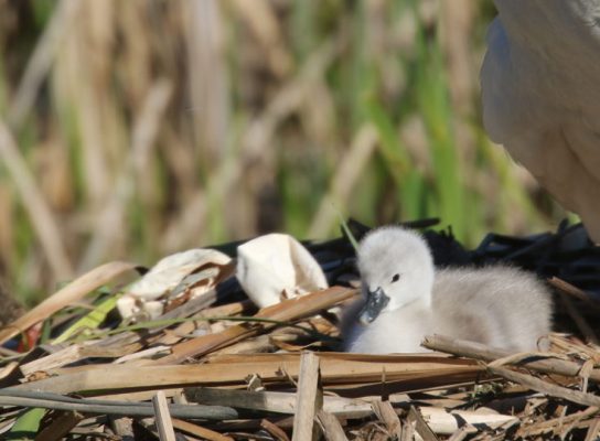 May 19, 2025 Swan Cygnets Nawautin Sanctuary2672