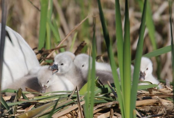 May 19, 2025 Swan Cygnets Nawautin Sanctuary2673