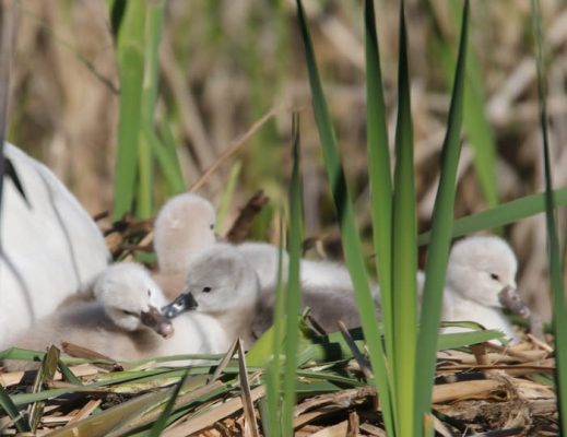 May 19, 2025 Swan Cygnets Nawautin Sanctuary2674