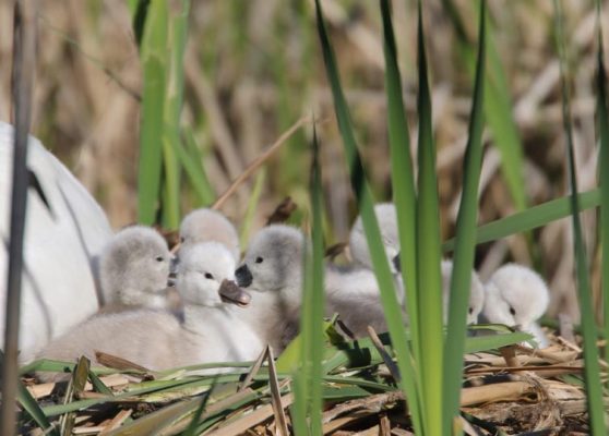 May 19, 2025 Swan Cygnets Nawautin Sanctuary2675