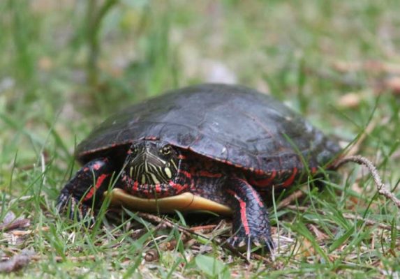 May 19, 2025 Turtle Nawautin Sanctuary2629