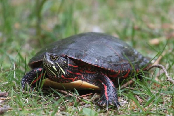 May 19, 2025 Turtle Nawautin Sanctuary2630