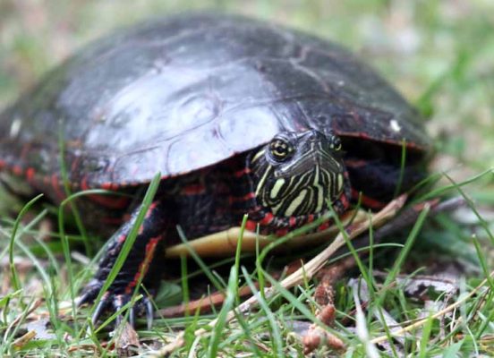 May 19, 2025 Turtle Nawautin Sanctuary2631