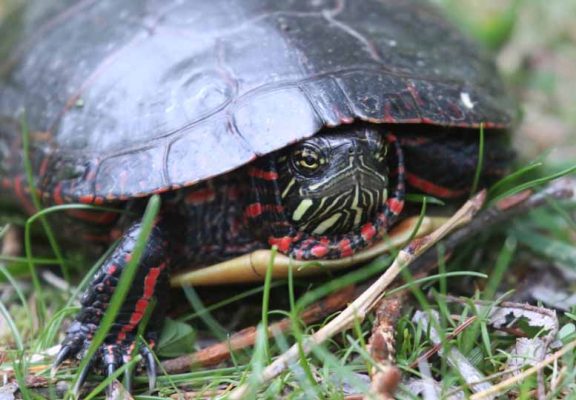 May 19, 2025 Turtle Nawautin Sanctuary2632