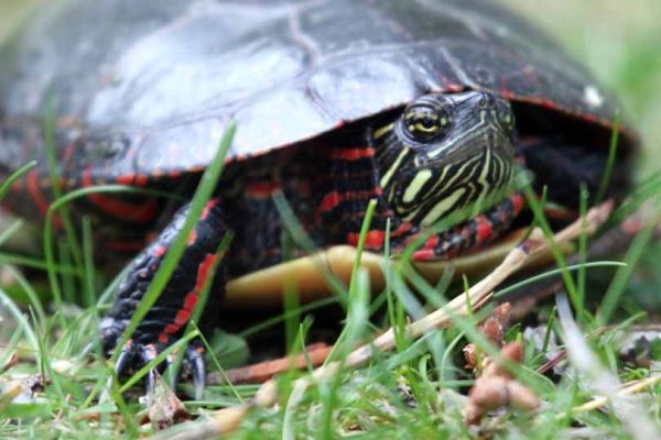 May 19, 2025 Turtle Nawautin Sanctuary2633