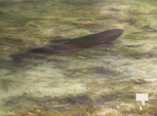 May 3, 2025 Castleton Fishing Derby2098