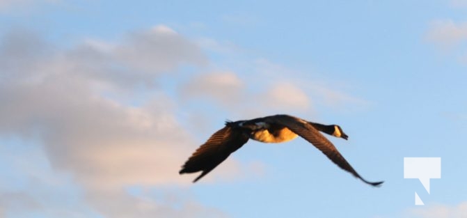 May 9, 2025 Geese Flying2242