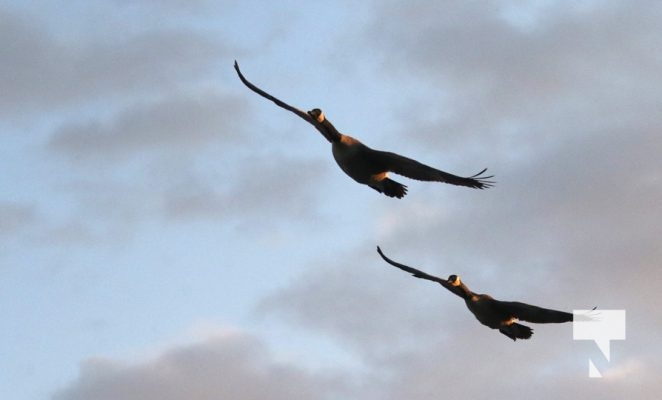 May 9, 2025 Geese Flying2244