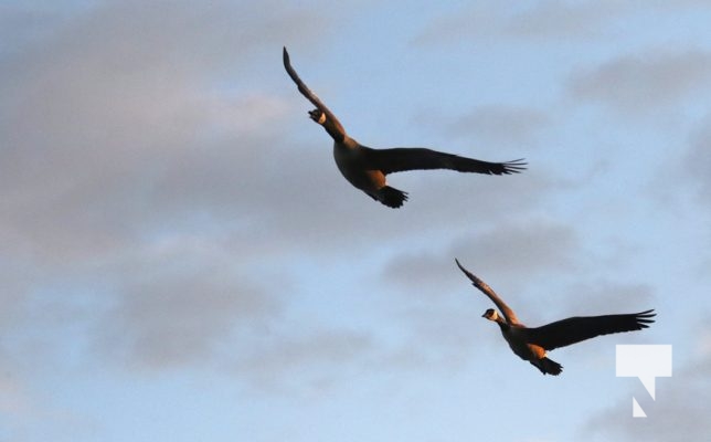 May 9, 2025 Geese Flying2245