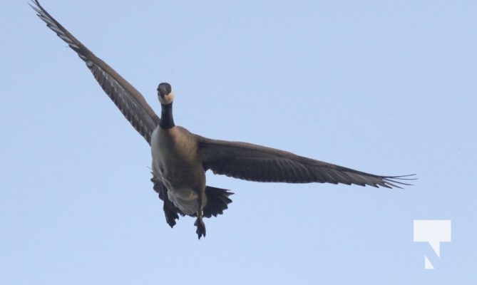 May 9, 2025 Geese Flying2246