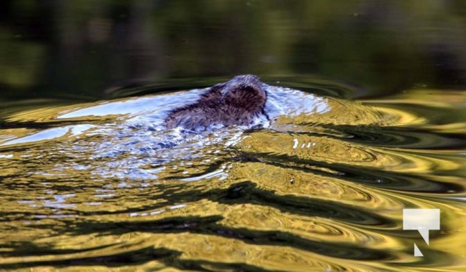 May 9, 2025 Nawautin Beaver2268