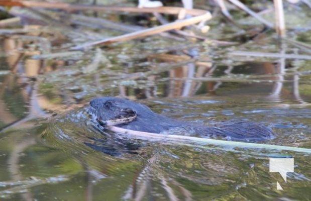 May 9, 2025 Nawautin Beaver2269