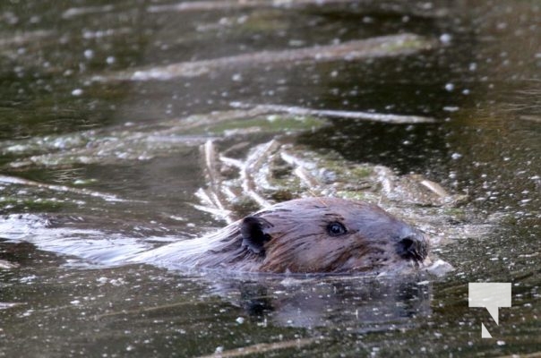 May 9, 2025 Nawautin Beaver2270