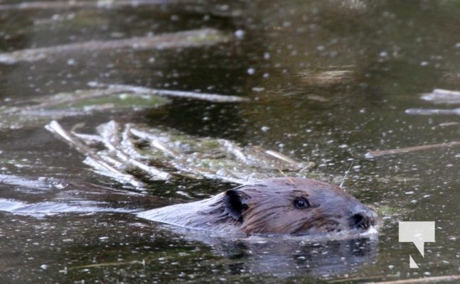 May 9, 2025 Nawautin Beaver2271