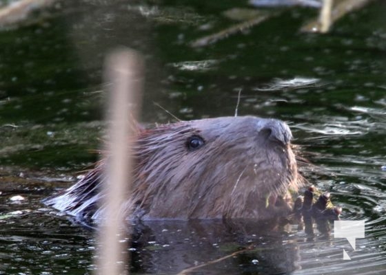 May 9, 2025 Nawautin Beaver2272