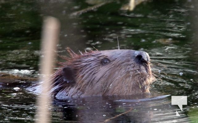 May 9, 2025 Nawautin Beaver2273