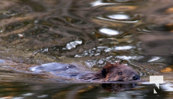 May 9, 2025 Nawautin Beaver2274