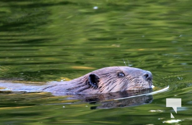 May 9, 2025 Nawautin Beaver2275