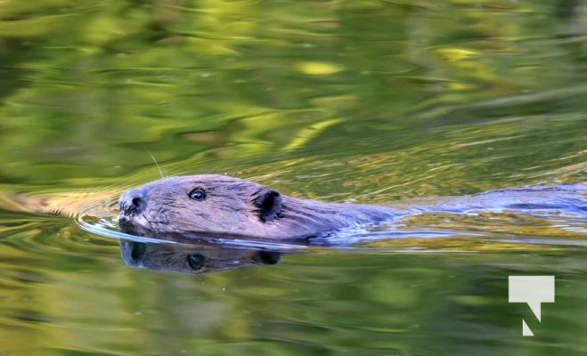 May 9, 2025 Nawautin Beaver2276